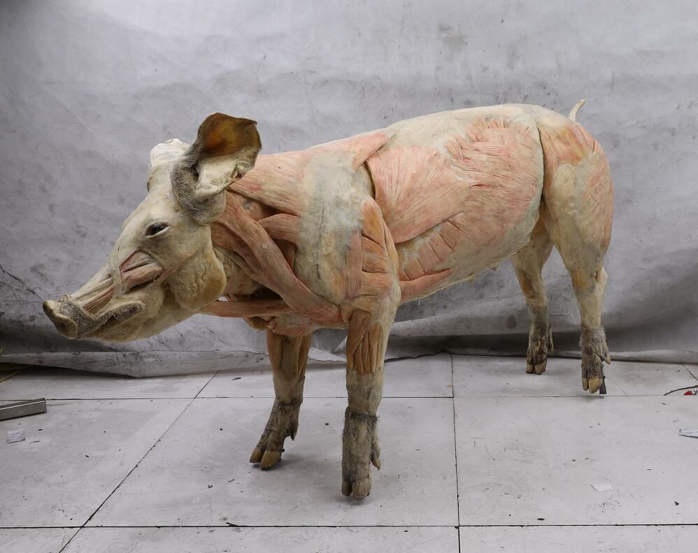 pig body plastination