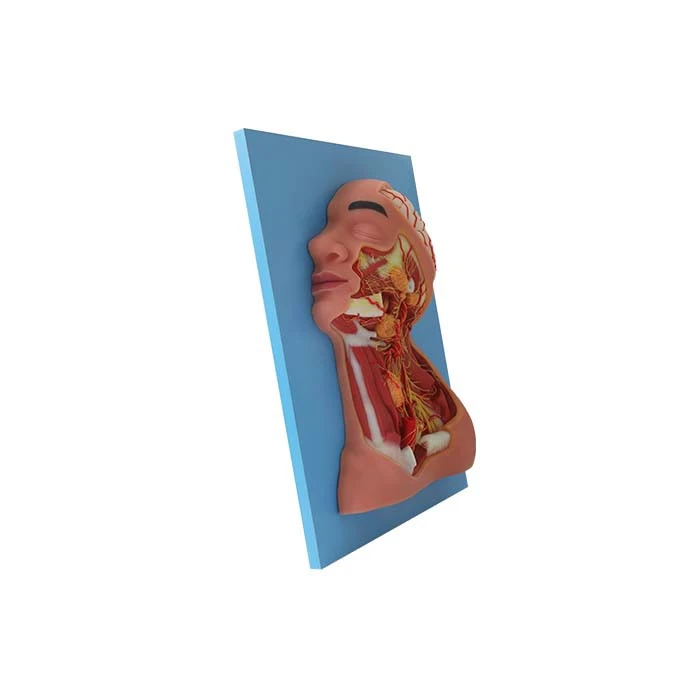 silicone life size anatomical model