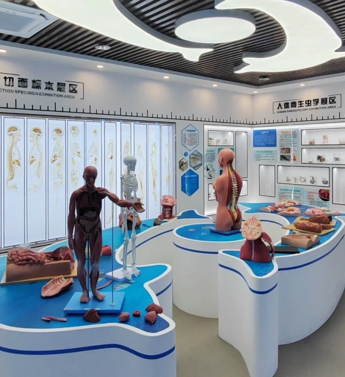 silicone anatomy models silicone anatomy models