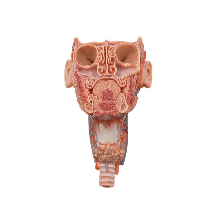 pharynx model pharynx model