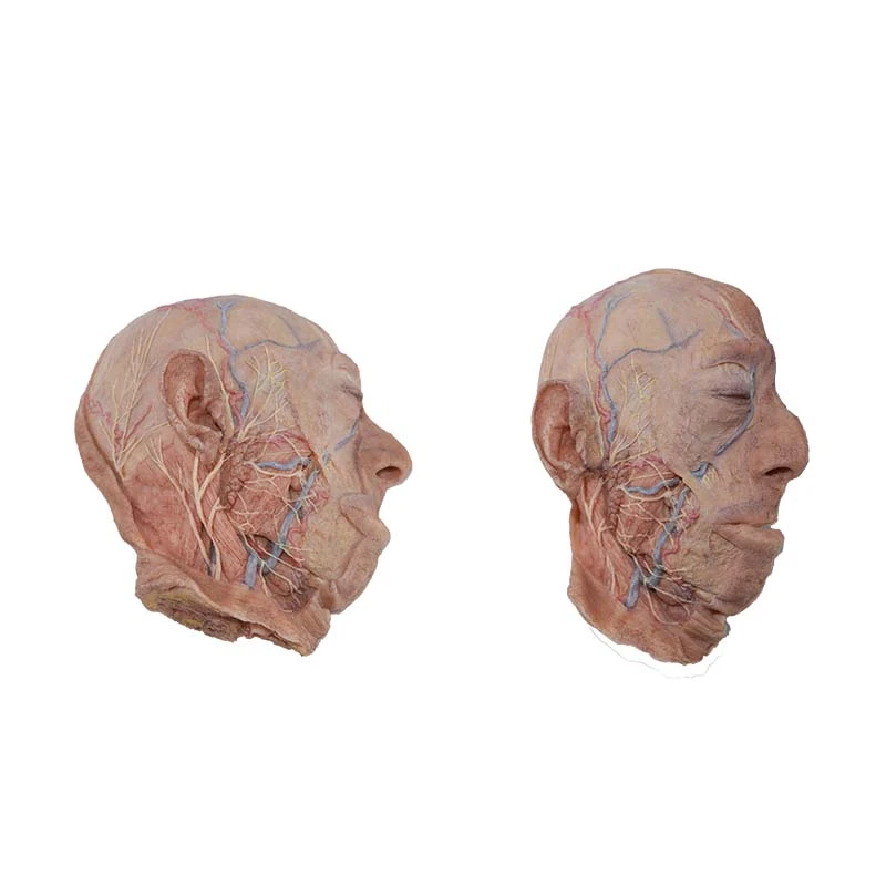 head and face model head and face model