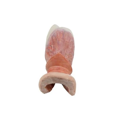 مدل آناتومیک انسان